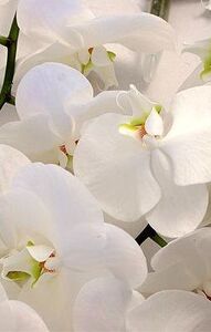 Orchidee-Phalaenopsis-weiss-bb