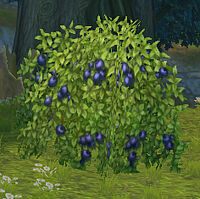 Black chokeberry bush.jpg
