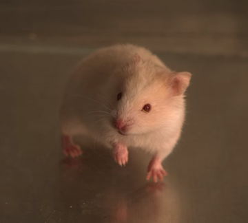 Mouse us best sale