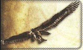 Hawk small