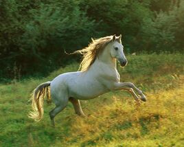 Andalusian horses (10)