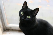 Cat-pictures-black-cat-473