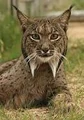 Iberian Lynx (Lynx pardinus)