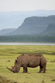 White rhino 44555 55555555666