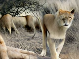 American True Lion