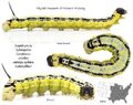 Catalpa Moth (Ceratomia catalpae)