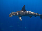 Great hammerhead shark