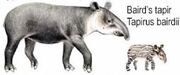 Baird's Tapir Adult & Baby