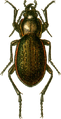 Carabus stscheglowi