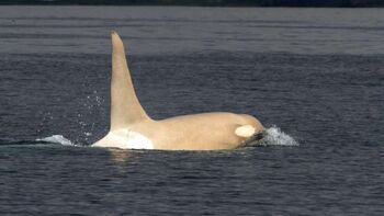 Orca Albino 1