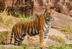 2880px-An Indian tiger in the wild. Royal, Bengal tiger (27466438332).jpg