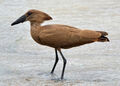 Hammerkop (Scopus umbretta)