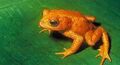 Golden Toad (Incilius periglenes)