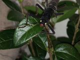 Black Beauty Stick Insect