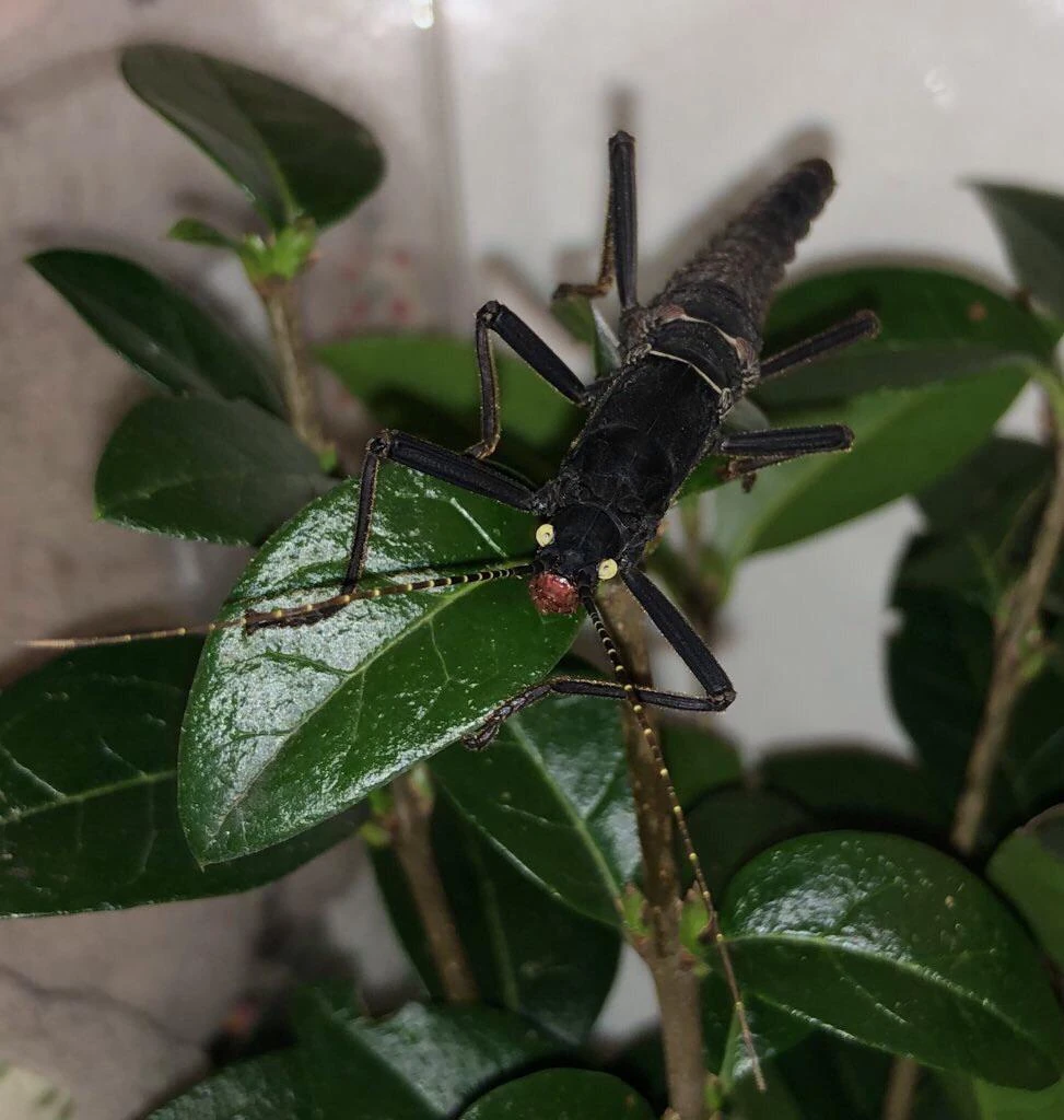Black Beauty Stick Insect All Species Wiki Fandom
