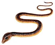 Gemphosianbettur.png (269 KB) An Enphosian disguise used to replicate Gembos.