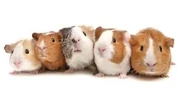 Guineapigs