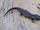 Chinhai spiny newt