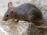 House mouse