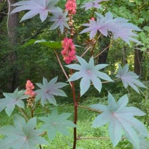 Castor bean All Species Wiki Fandom