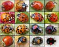 Harlequin Ladybird (Harmonia axyridis)