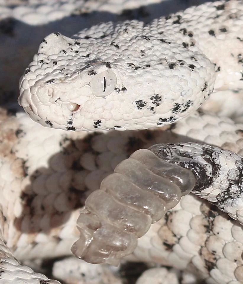White Rattlesnake