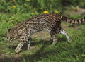 Oncilla (Leopardus tigrinus)