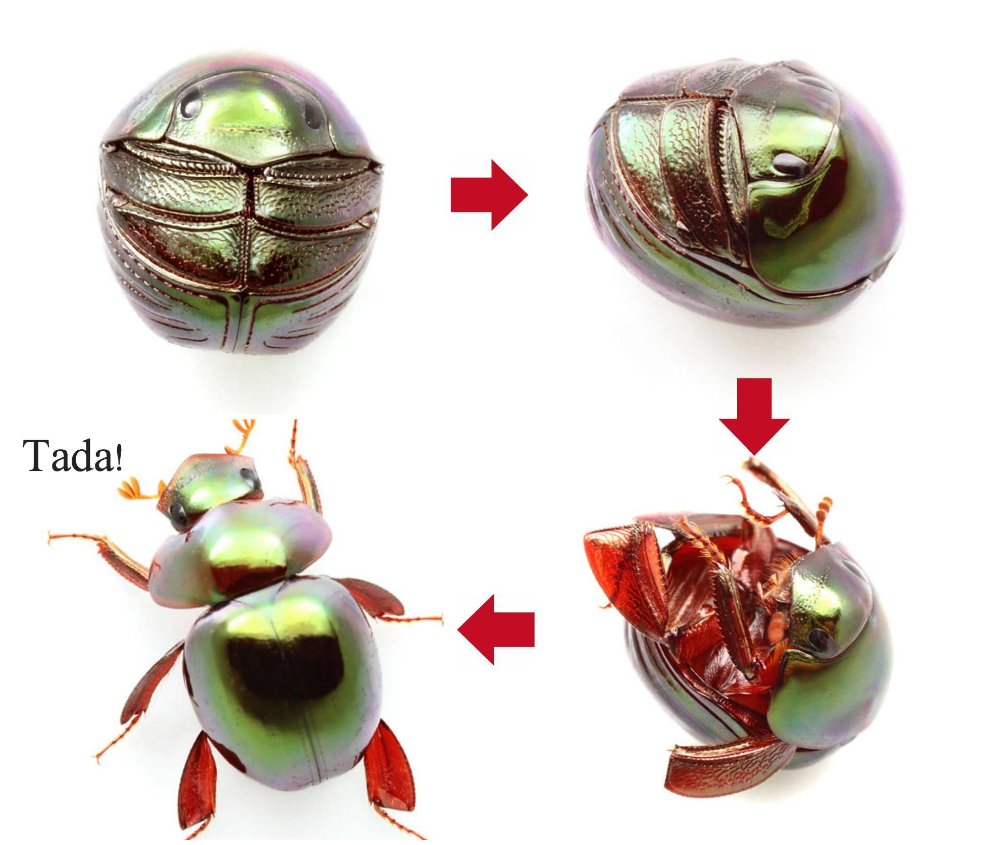 Ceratocanthus aeneus | All Species Wiki | Fandom