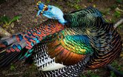 Ocellated Turkey 2.jpg