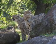 Cheetah group