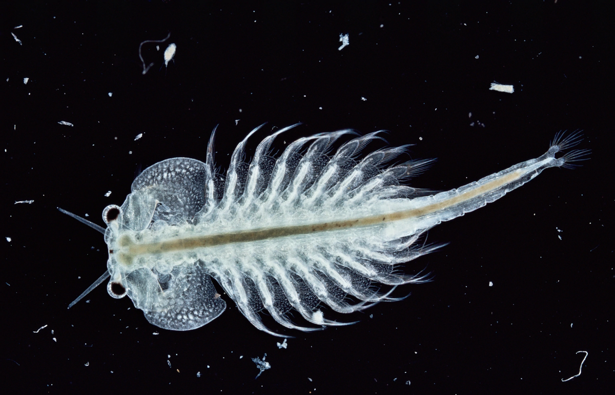 Seamonkey fish store