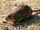 Brown rat