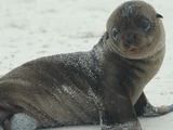Fur Seals