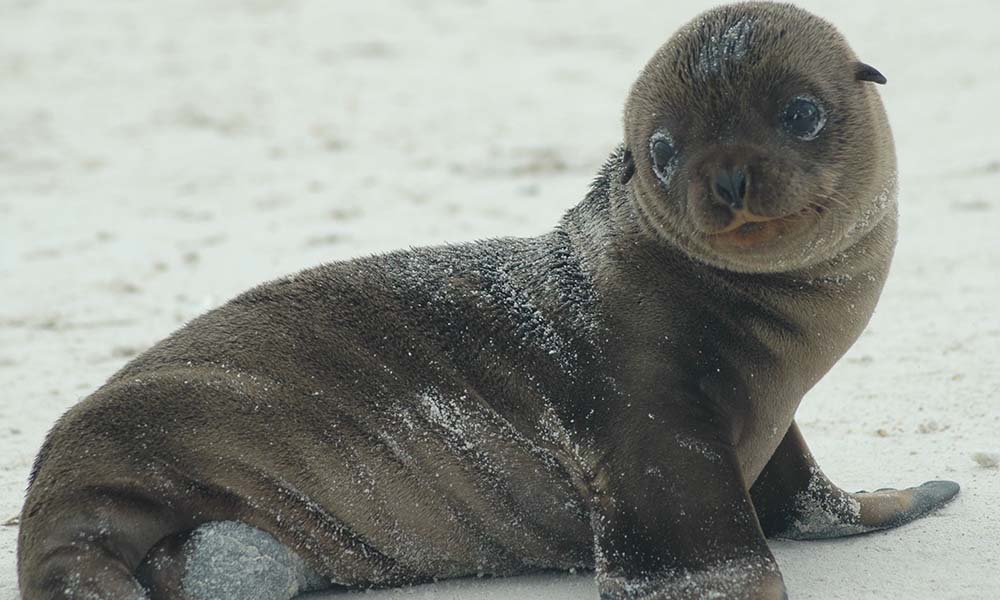 Fur Seals | All Species Wiki | Fandom Fur Seals | All Species Wiki | Fandom