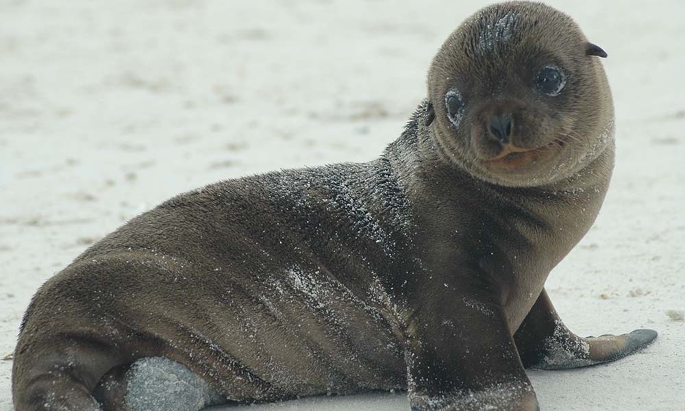 Seal's. Галапагосский Ушастый тюлень. Ушастые тюлени (Otariidae). Ушастые тюлени и настоящие. Морской котик шерсть.