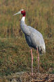 Sarus Crane (Antigone antigone)