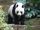 Giant Panda