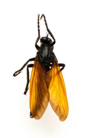 Toxic Robber Fly | All Species Wiki | Fandom