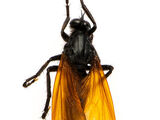 Toxic Robber Fly