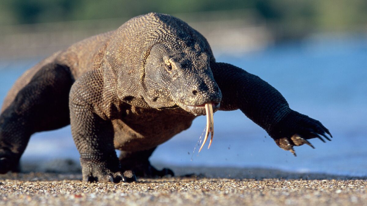 monitor lizard vs komodo dragon