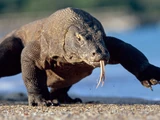 Komodo Dragon