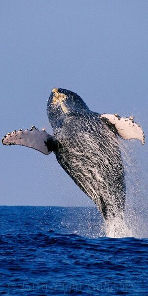 Humpback Whale 2