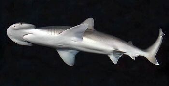 Bonnethead Shark 1
