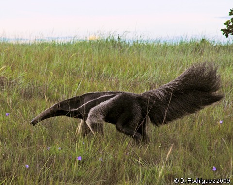 giant anteater attack