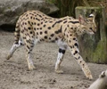 Serval (Leptailusus serval)
