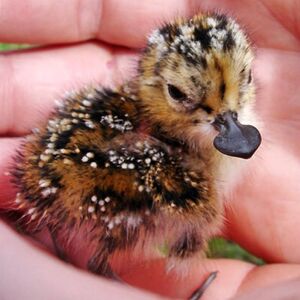 Spoon-billed Sandpiper (Young)