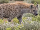 Spotted Hyena