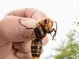 Asian giant hornet