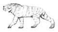 Ennedi Tiger