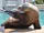 Makaia (sea lion)